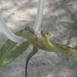 Rough-scaled Bush Viper (Atheris Hispida)