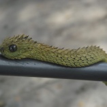 Rough-scaled Bush Viper (Atheris Hispida)