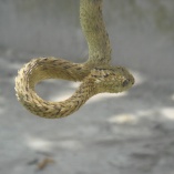 Rough-scaled Bush Viper (Atheris Hispida)
