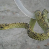 Rough-scaled Bush Viper (Atheris Hispida)