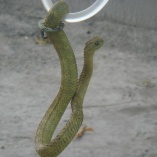 Rough-scaled Bush Viper (Atheris Hispida)