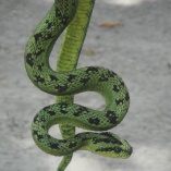 Great Lakes Bush Viper (Atheris nitschei)