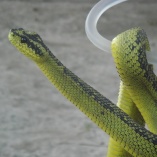 Great Lakes Bush Viper (Atheris nitschei)