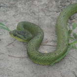 Great Lakes Bush Viper (Atheris nitschei)