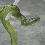 Great Lakes Bush Viper (Atheris nitschei)