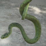 Great Lakes Bush Viper (Atheris nitschei)