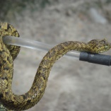 Horned Bush Viper (Atheris Ceratophorus)