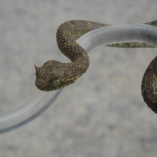 Horned Bush Viper (Atheris Ceratophorus)