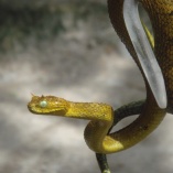 Horned Bush Viper (Atheris Ceratophorus)