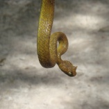 Horned Bush Viper (Atheris Ceratophorus)