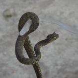 Horned Bush Viper (Atheris Ceratophorus)