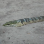 Forest Vine/Twig/ Snake (Thelotornis Kirtlandii)