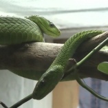 Green Mamba (Dendroaspis angusticeps)