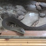 Black Mamba (Dendroaspis polylepis)