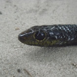 Jackson\'s Tree Snake (Thrasops Jacksoni)