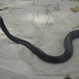 Jackson\'s Tree Snake (Thrasops Jacksoni)