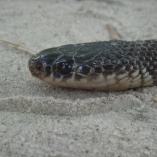 Cape File Snake (Mehelya Capensis)