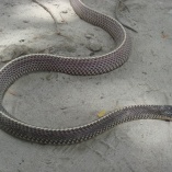 Cape File Snake (Mehelya Capensis)