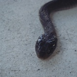 White-lipped /lip/ Snake (Crotaphopeltis Hotamboeia)