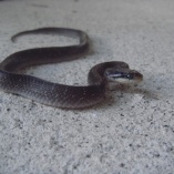 White-lipped /lip/ Snake (Crotaphopeltis Hotamboeia)