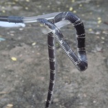 East African Garter Snake (Elapsoidea loveridgei)