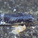 East African Garter Snake (Elapsoidea loveridgei)