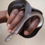 Large-Eyed Cat Snake (Telescopes Dhara)