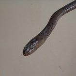 Large-Eyed Cat Snake (Telescopes Dhara)