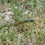Jameson\'s Mamba (Dendroaspis Jamesoni Kaimosae)