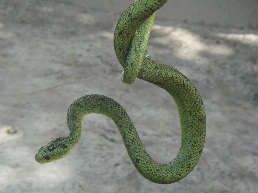 Great Lakes Bush Viper (Atheris nitschei)