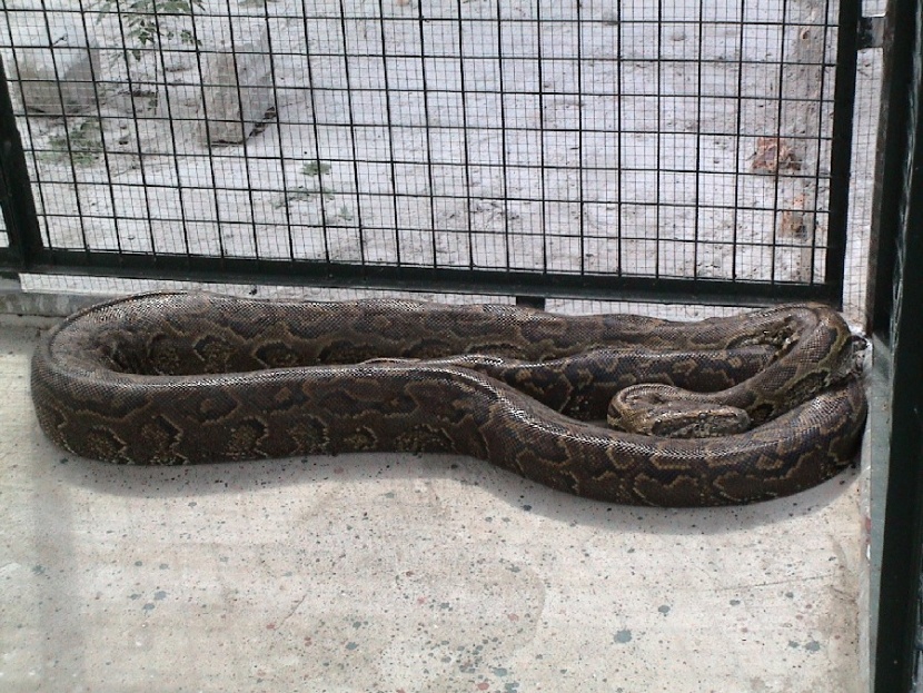 African Rock Python (Python Natalensis)