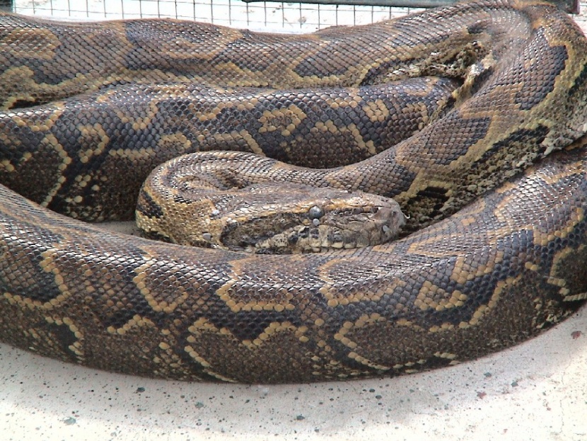 African Rock Python (Python Natalensis)