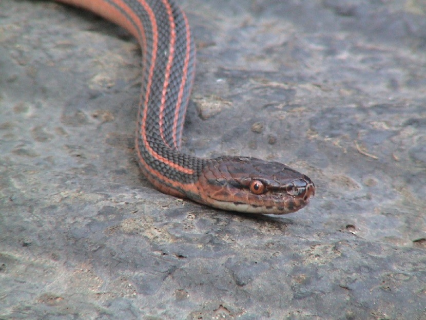  Red and Black Striped Snake (Bothropthalmus Lineatus)