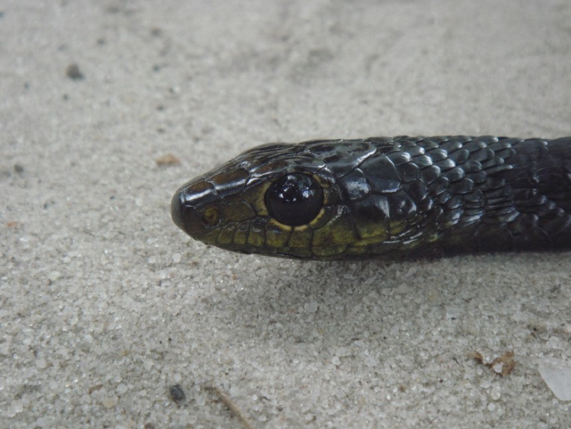Jackson\'s Tree Snake (Thrasops Jacksoni)