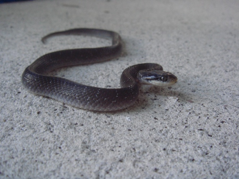 White-lipped /lip/ Snake (Crotaphopeltis Hotamboeia)