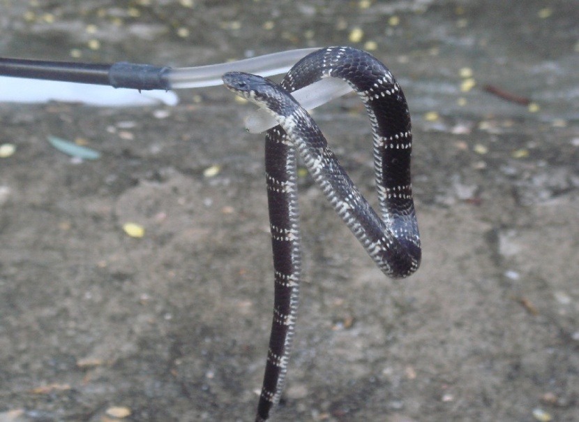 East African Garter Snake (Elapsoidea loveridgei)