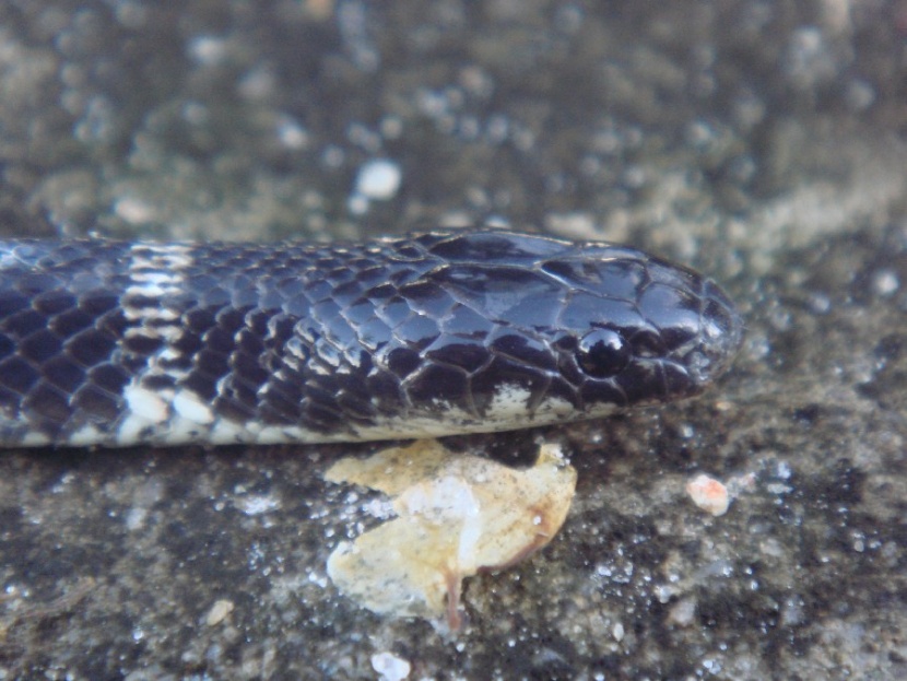 East African Garter Snake (Elapsoidea loveridgei)