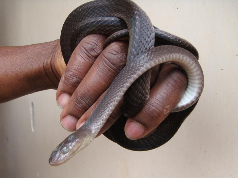 Large-Eyed Cat Snake (Telescopes Dhara)